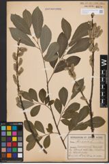 Foto von Salix cinerea L.